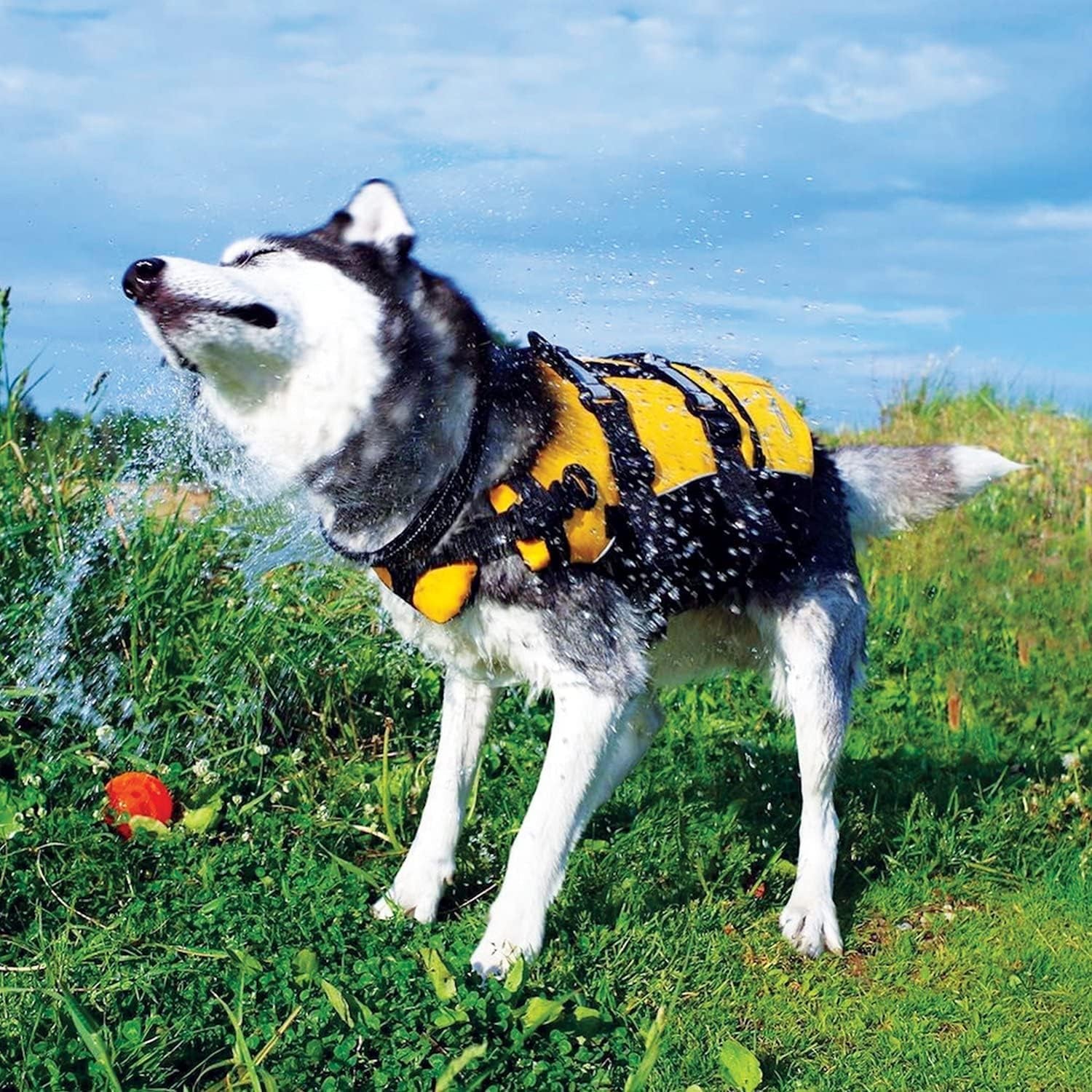 DFD Dog Life Jacket, Dog Life Vest for Swimming - Medium, Yellow | Adjustable Dog Swim Vest, Padded Neoprene Straps, Grab Handle, 50% More Flotation Material, Reflective Trim, Stays Upright